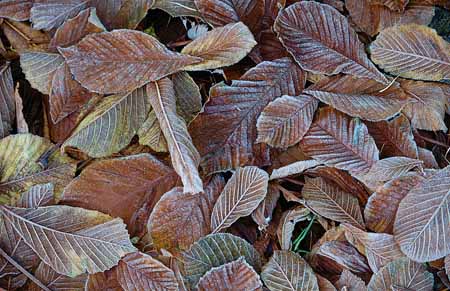 L2148_blaetter_m_rauhreif