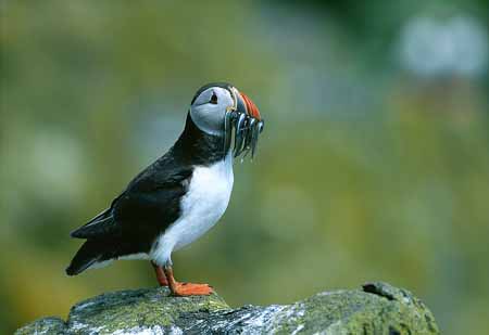 L2149_papageitaucher