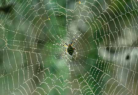 L2155_argiope_im_netz