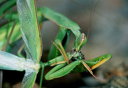 L2156_gottesanbeterin_frisst_maennchen_w_paarung_nah