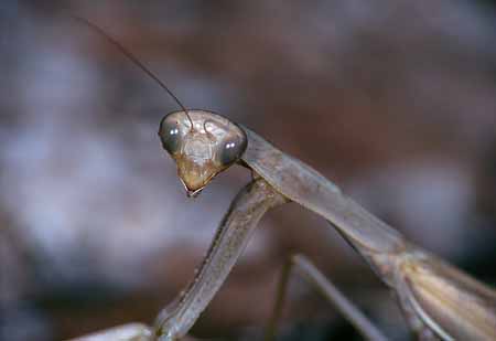 L2158_gottesanbeterin