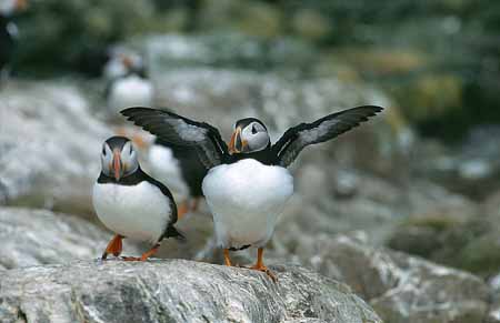 L2162_papageitaucher