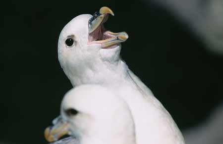 L2166_eissturmvoegel