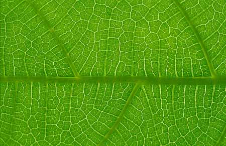 L2171_Blattstrukturen