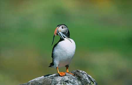 L2182_papageitaucher