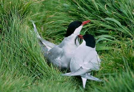 L2183_seeschwalben_balzfuetterung