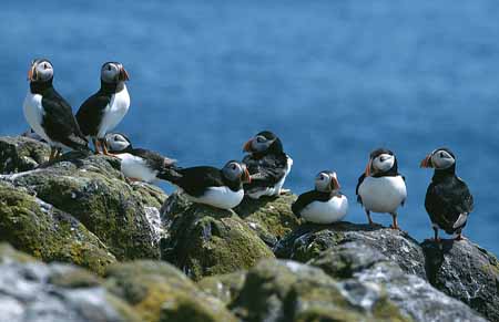 L2186_papageitaucher