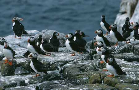 L2187_papageitaucher