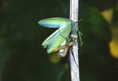 L2189_gottesanbeterin_frisst_maennchen