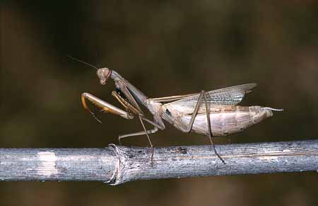 L2190_gottesanbeterin_in_schreckstellung