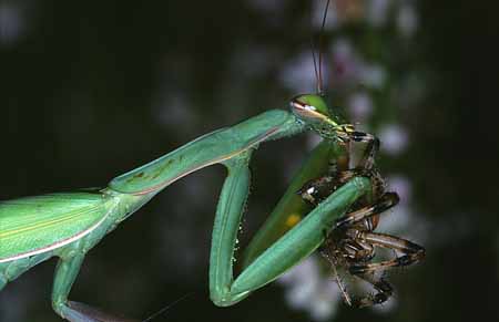 L2202_gottesanbeterin_frisst_argiope