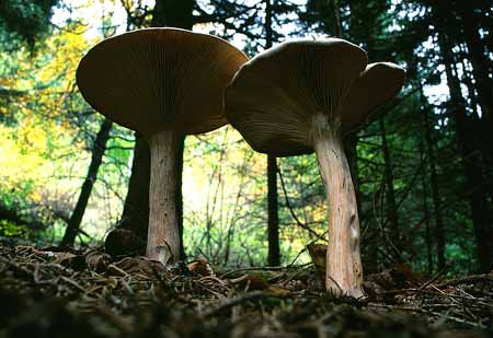 L2208_mausperspektive