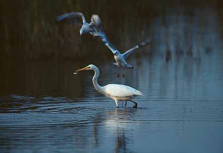 L2209_moewen_attack_silberreiher