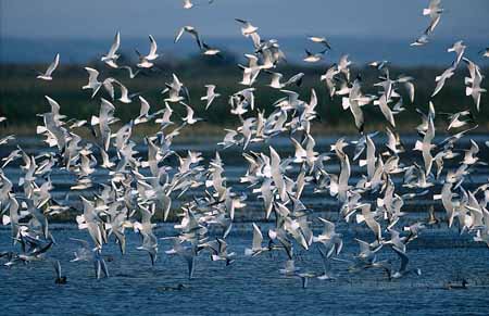 L2212_moewen_im_flug