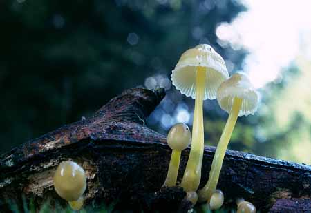 L2216_mausperspektive