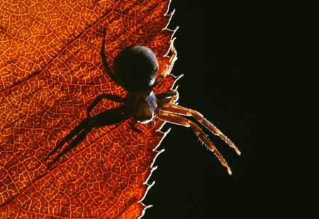 L2222_spinne_auf_herbstblatt