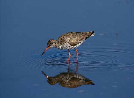 L2229_rotschenkel_mit_spiegelbild