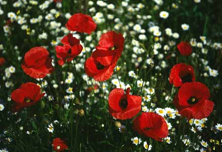 L2235_mohnblumen_u_kamille