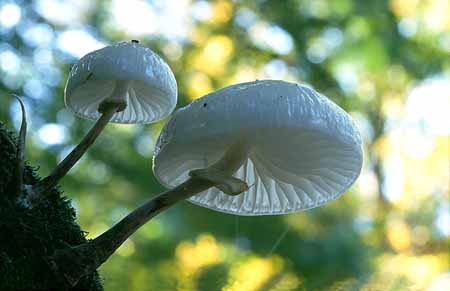 L2236_schleimruebling_nah