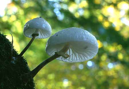 L2237_schleimruebling