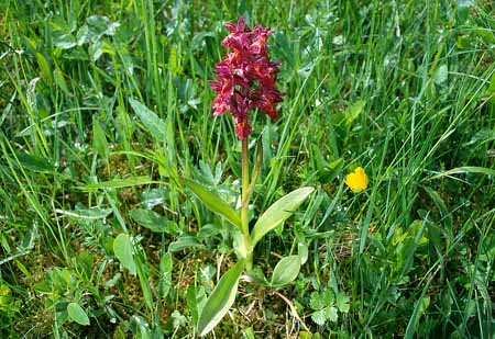 L2243_orchidee_im_feld