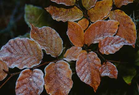 L2279_laub_mit_rauhreif_ver