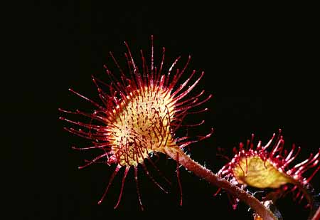 L2310_sonnentau_im_gegenlicht