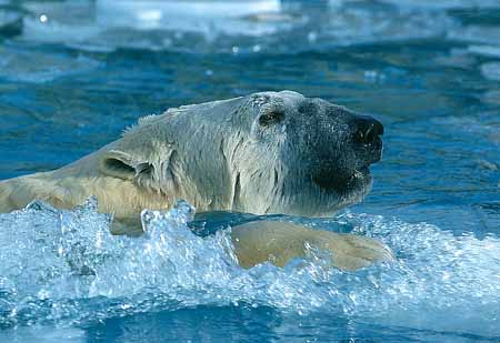 L2311_polarbaer_im_eis