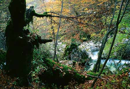 L2317_urwald_slowenien