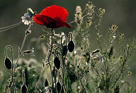 L2318_roter_mohn