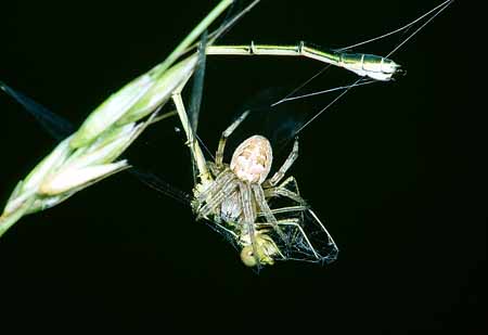 L2320_kreuzspinne_mit_erbeuteter_libelle