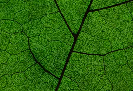 L2321_blattstukturen