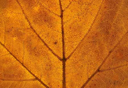 L2336_blattstrukturen_braun