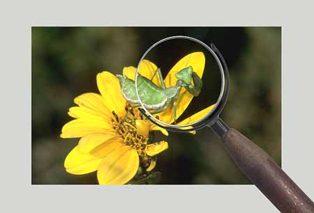 L2353_gottesanbeterin_larve_und_lupe_poster