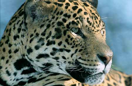 L2370_leopard_4_ver