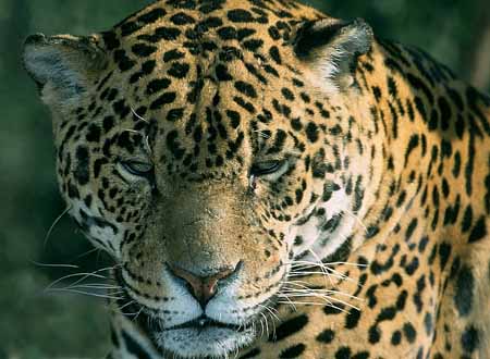 L2375_leopard_7_ver_nah