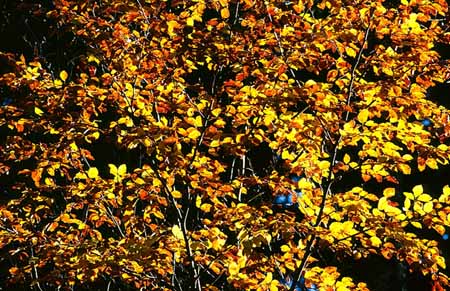 L2382_goldener_herbst