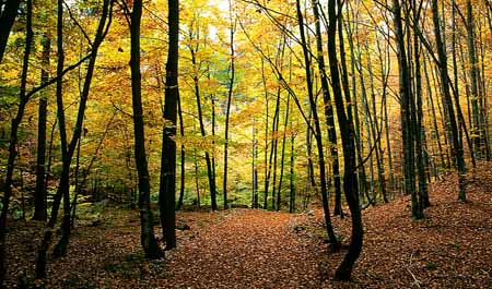 L2388_herbstwald_slowenien