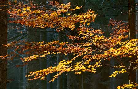 L2389_herbstlaub_slowenien