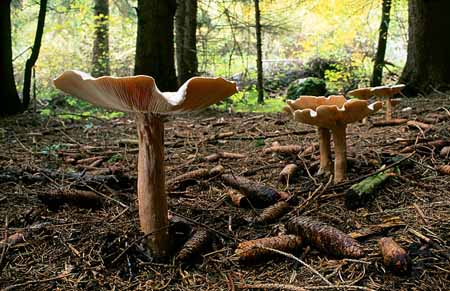 L2391_pilze_slowenien