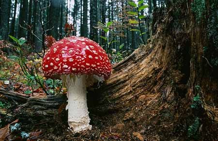 L2392_fliegenpilz_ver_slowenien