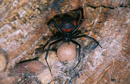 L2394_schwarze_witwe