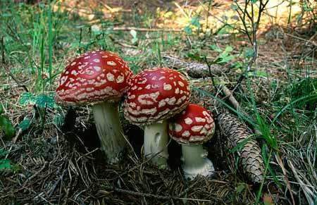 L2408_fliegenpilze_slo