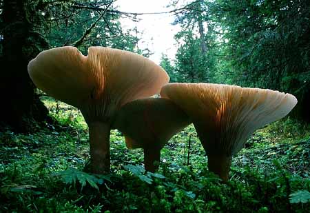 L2409_pilze_slowenien