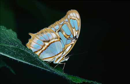 L2434_schmetterling