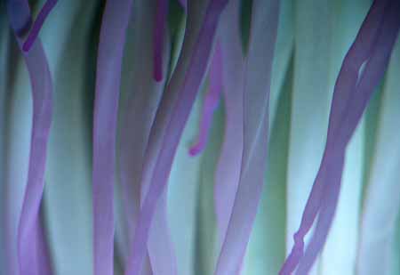 L2439_bluete_nahaufnahme