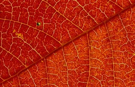 L2451_blattstrukturen_1