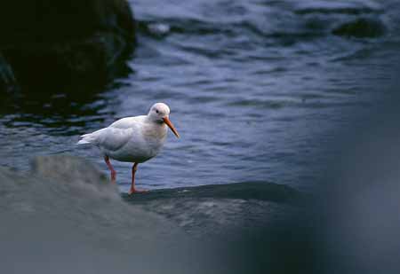 L2460_austernfischer_albino_nah