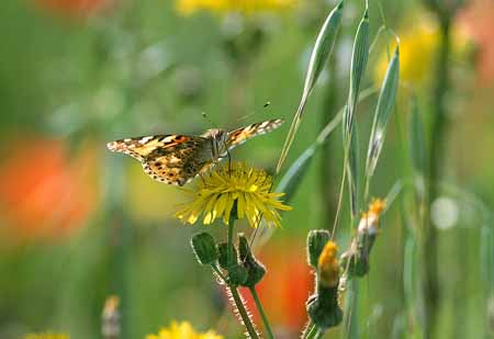 L2470_falter_auf_bluete