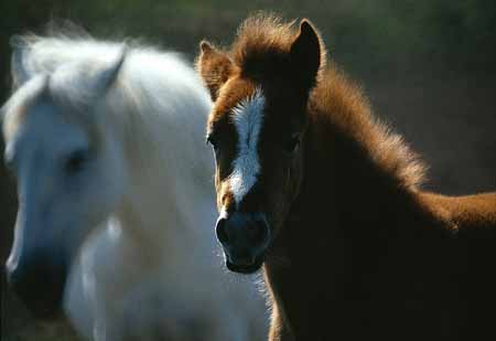 L2471_camargue_pferde